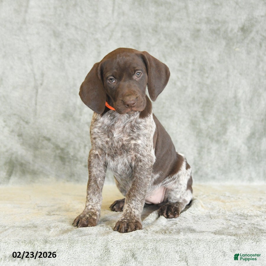 German Shorthaired Pointer dogs Bubblegum - Ad 2