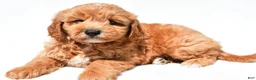 Mini Goldendoodle dogs for sale: Klohe - Ad 7