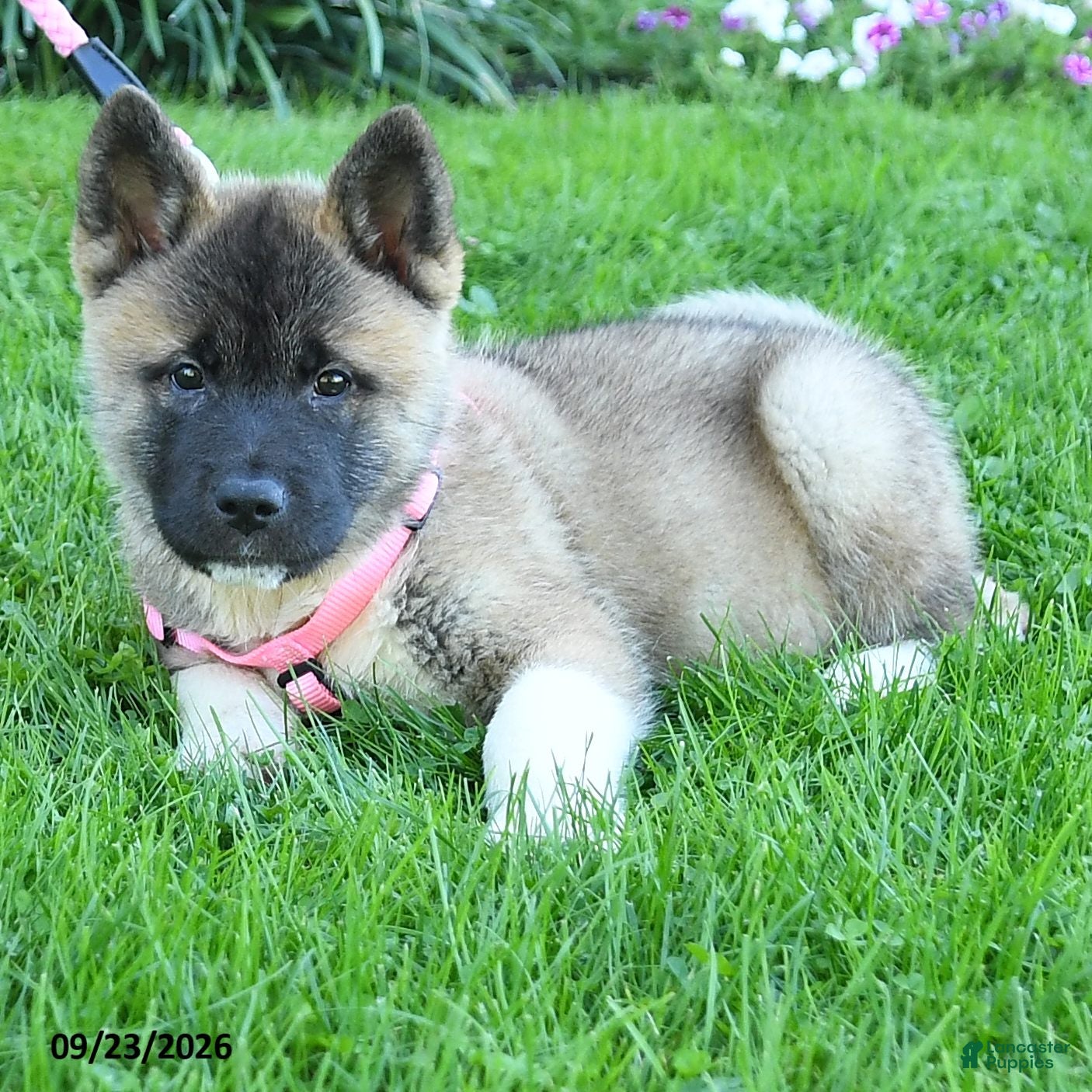 Akita dogs Naoki - Ad 2