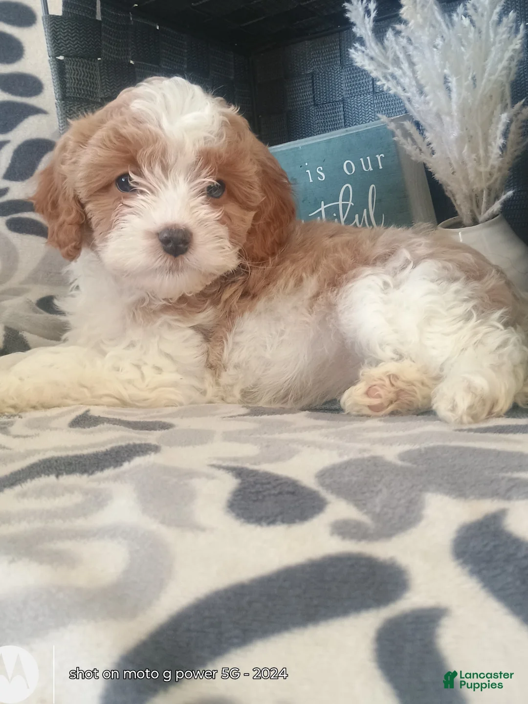 Cavapoo dogs for sale: Rosy - Ad 13