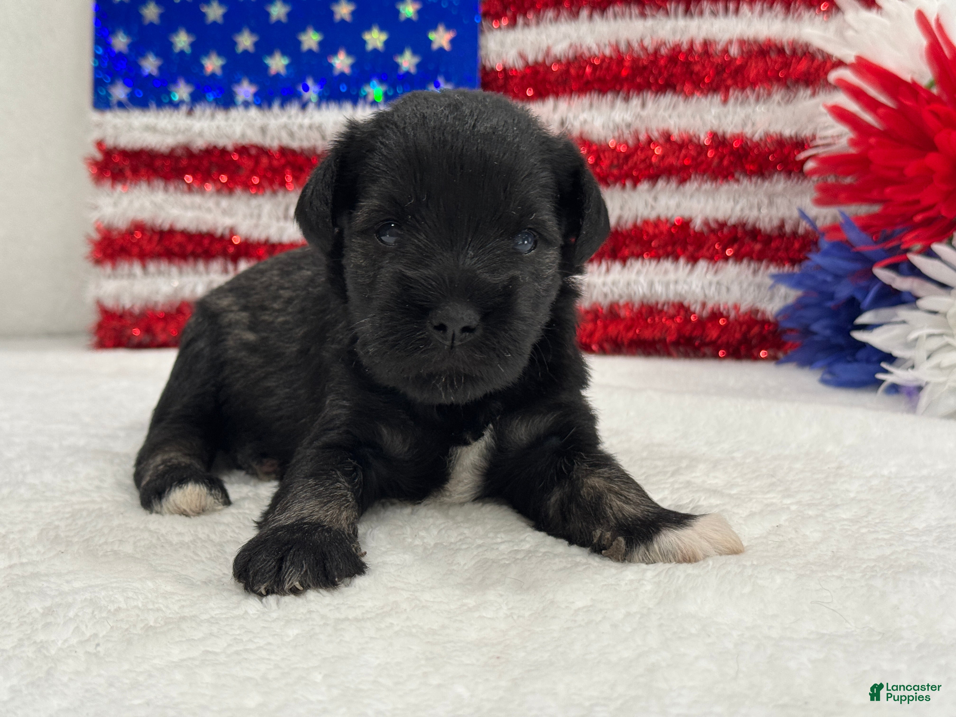 Miniature Schnauzer dogs Marsha Male 6 - Ad 14