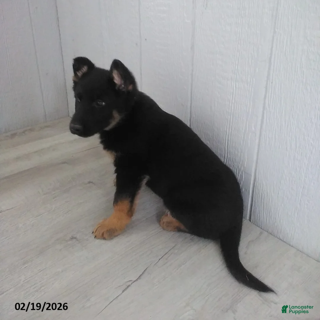 German Shepherd dogs for sale: London - Ad 1