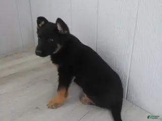 German Shepherd dogs for sale: London - Ad 2