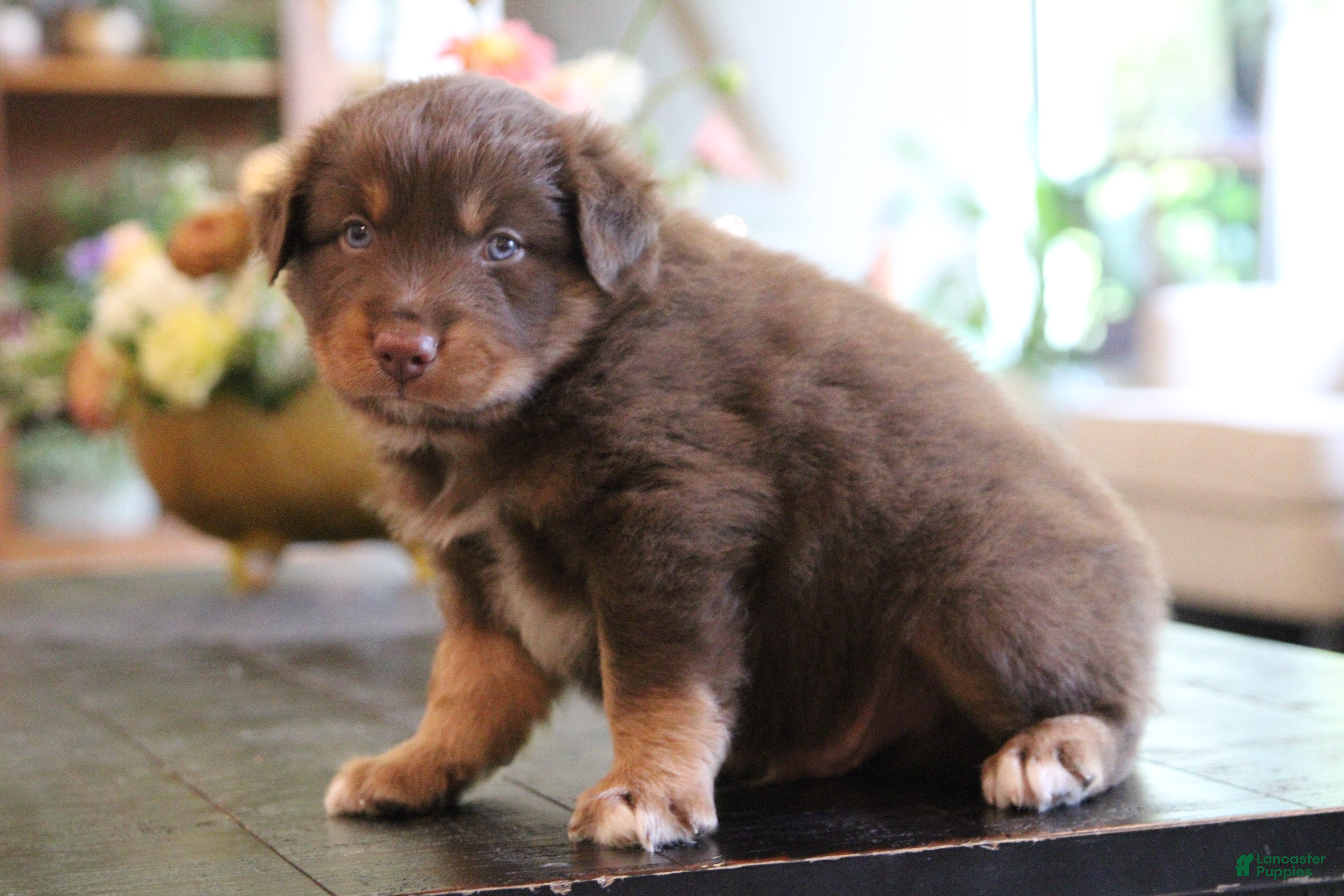 Australian Shepherd dogs bear - Ad 2