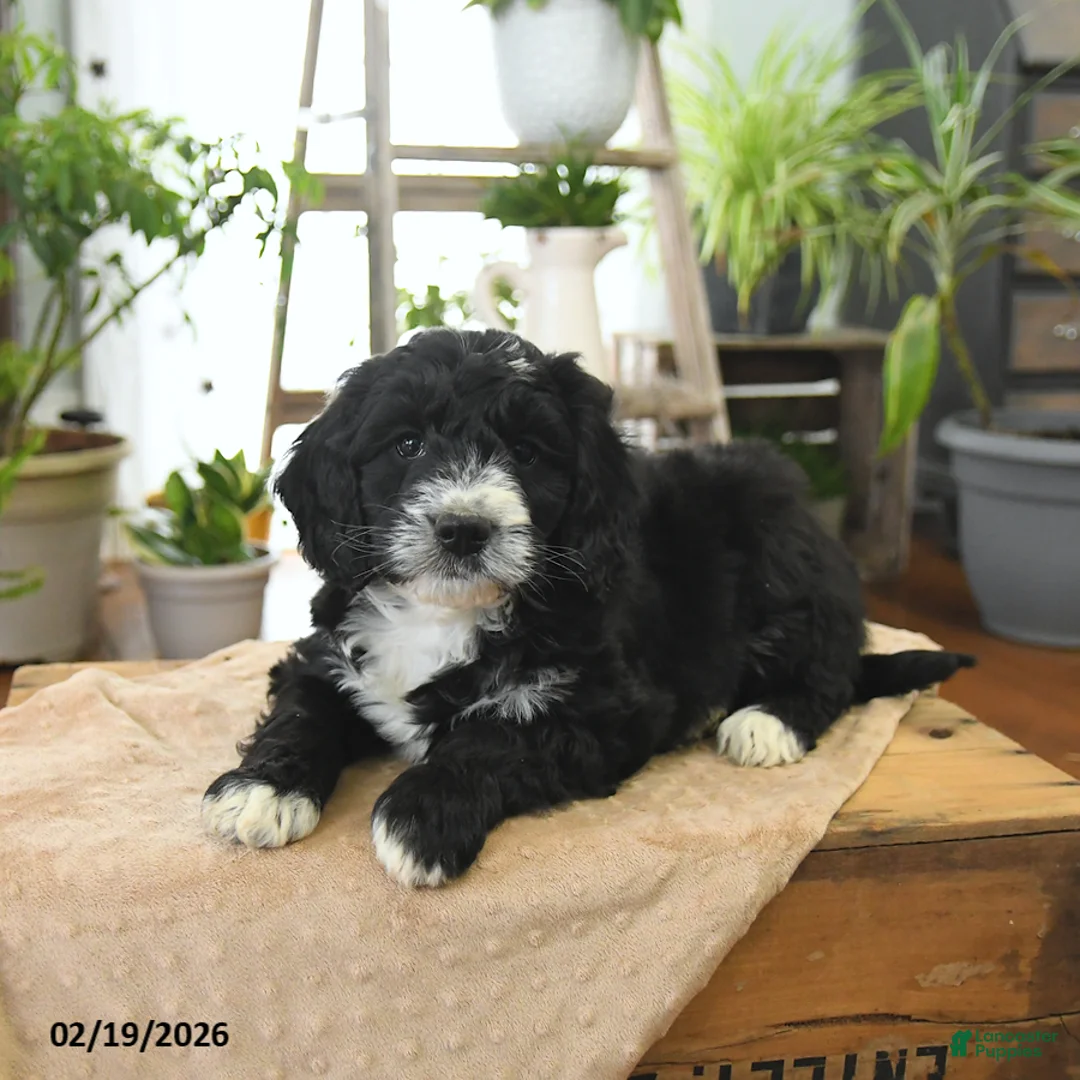 Bernedoodle dogs for sale: Leo - Ad 4