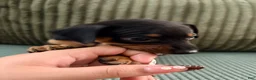 Miniature Pinscher dogs for sale: Leo - Ad 10