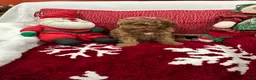 Mini Goldendoodle dogs for sale: Petite Tuxedo Mini Goldendoodle Star - Ad 3
