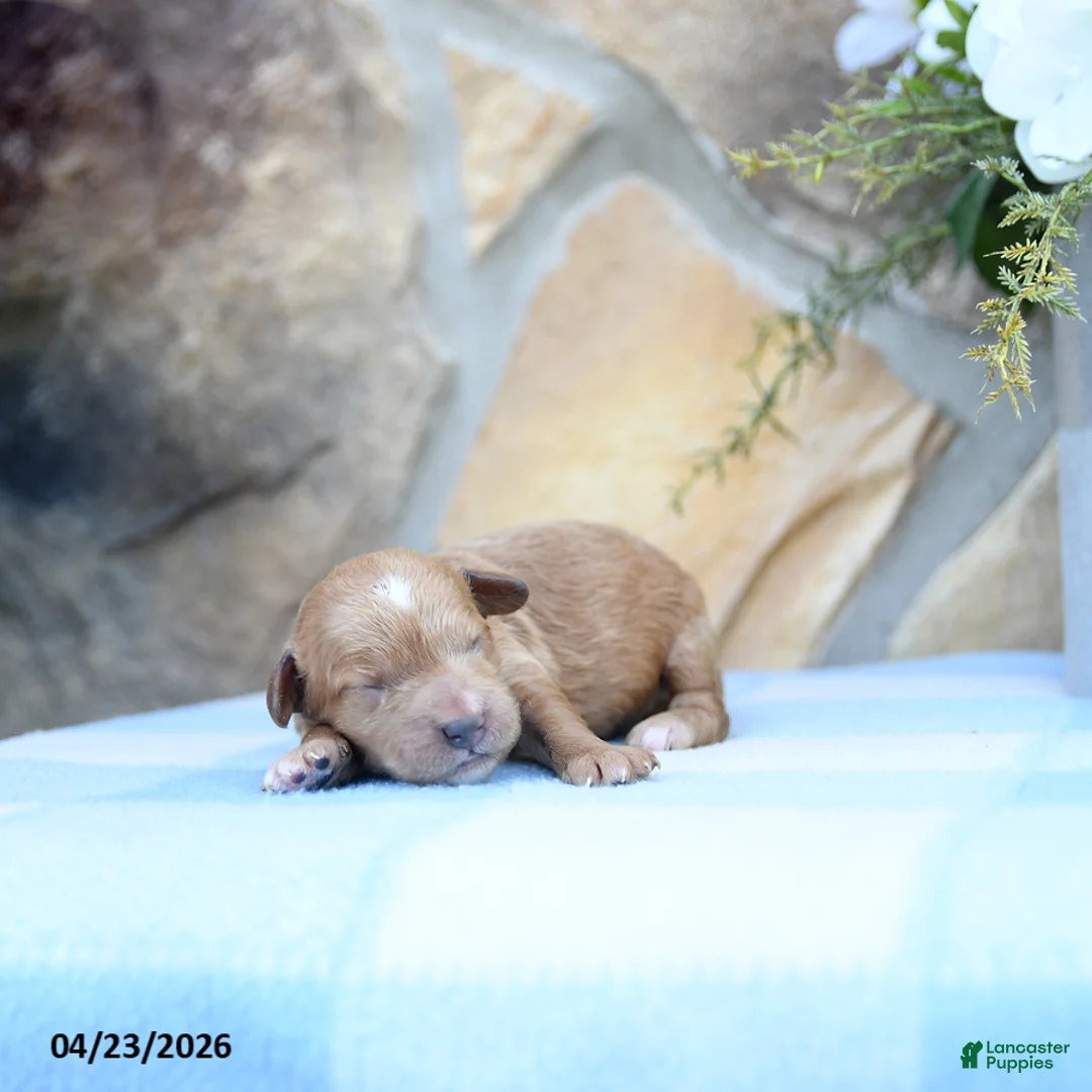 Cavapoo dogs for sale: Fido - Ad 5