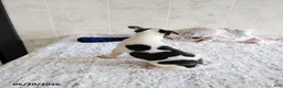 Boston Terrier dogs for sale: Ronnie - Ad 4