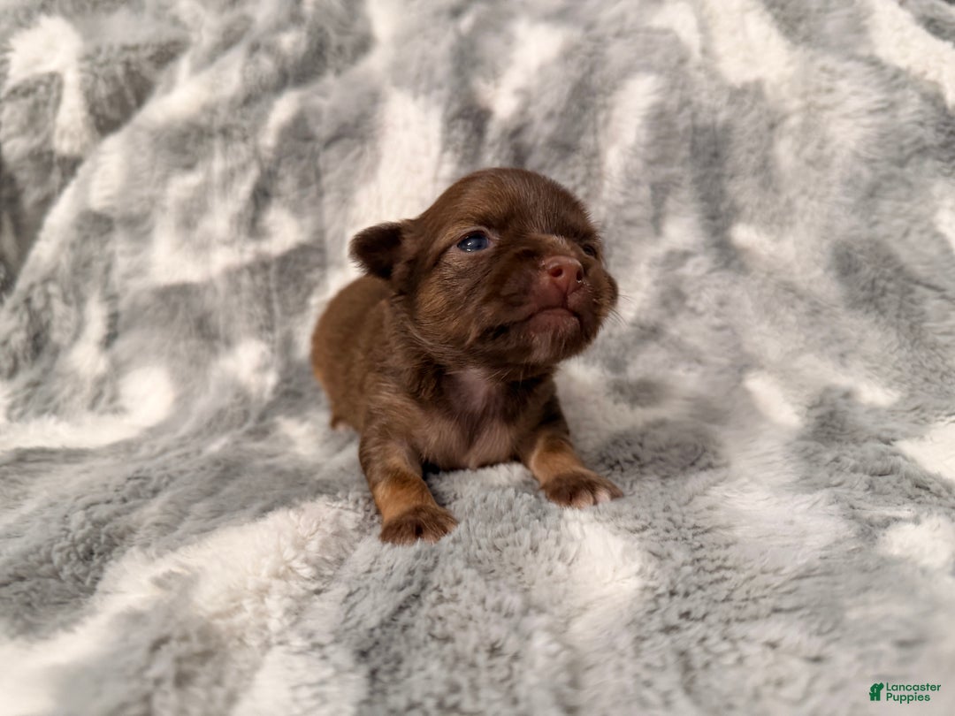 Chihuahua dogs for sale: Bert - Ad 5