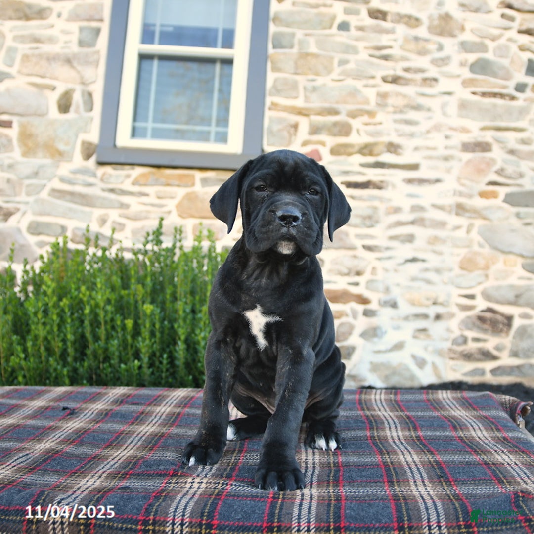 Cane Corso dogs for sale: Molly Cropped Ears - Ad 7