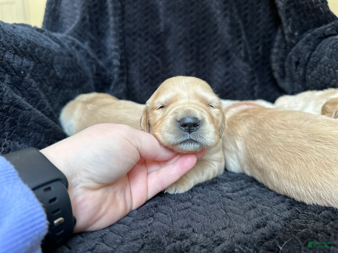 Golden Retriever dogs for sale: The Charlie Brown girls - Ad 4