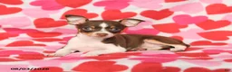Chihuahua dogs for sale: Pansy - Ad 4
