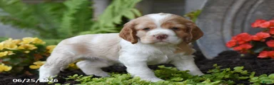 Benji