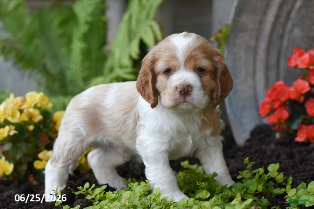 Cocker Spaniel dogs for sale: Benji - Ad 1