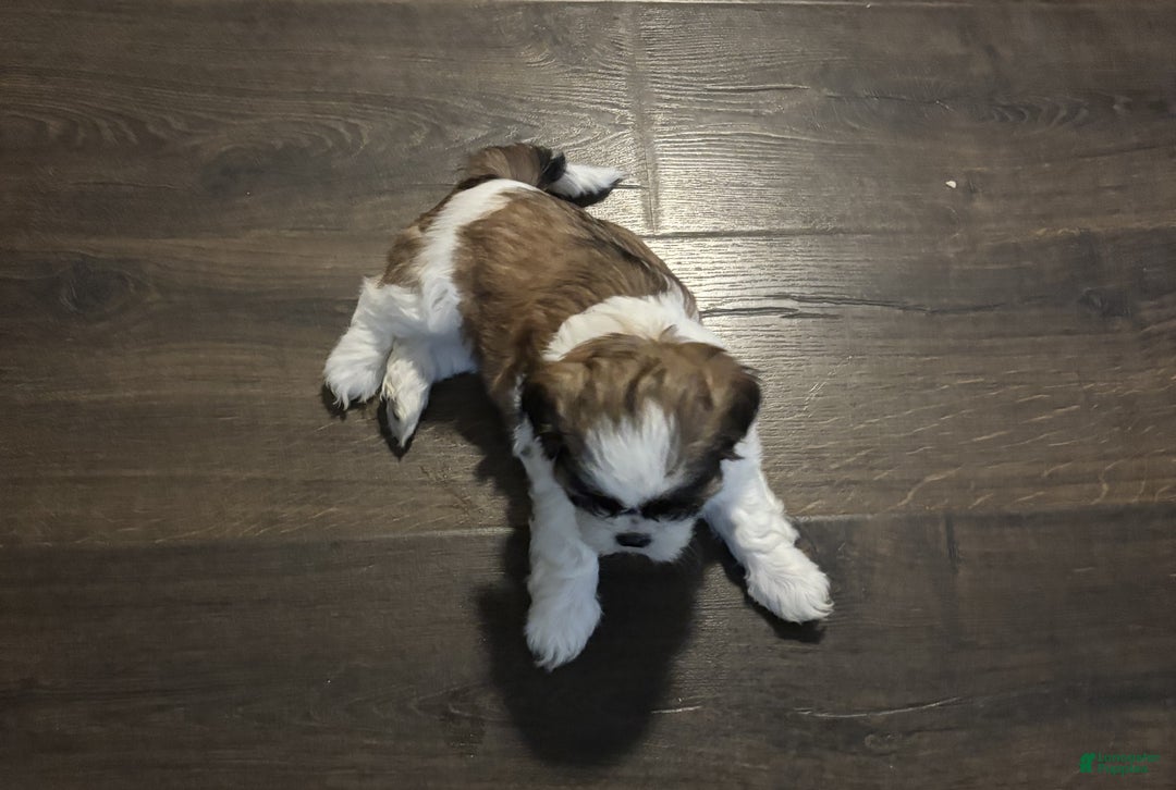 Shih Tzu dogs for sale: Chocco - Ad 1