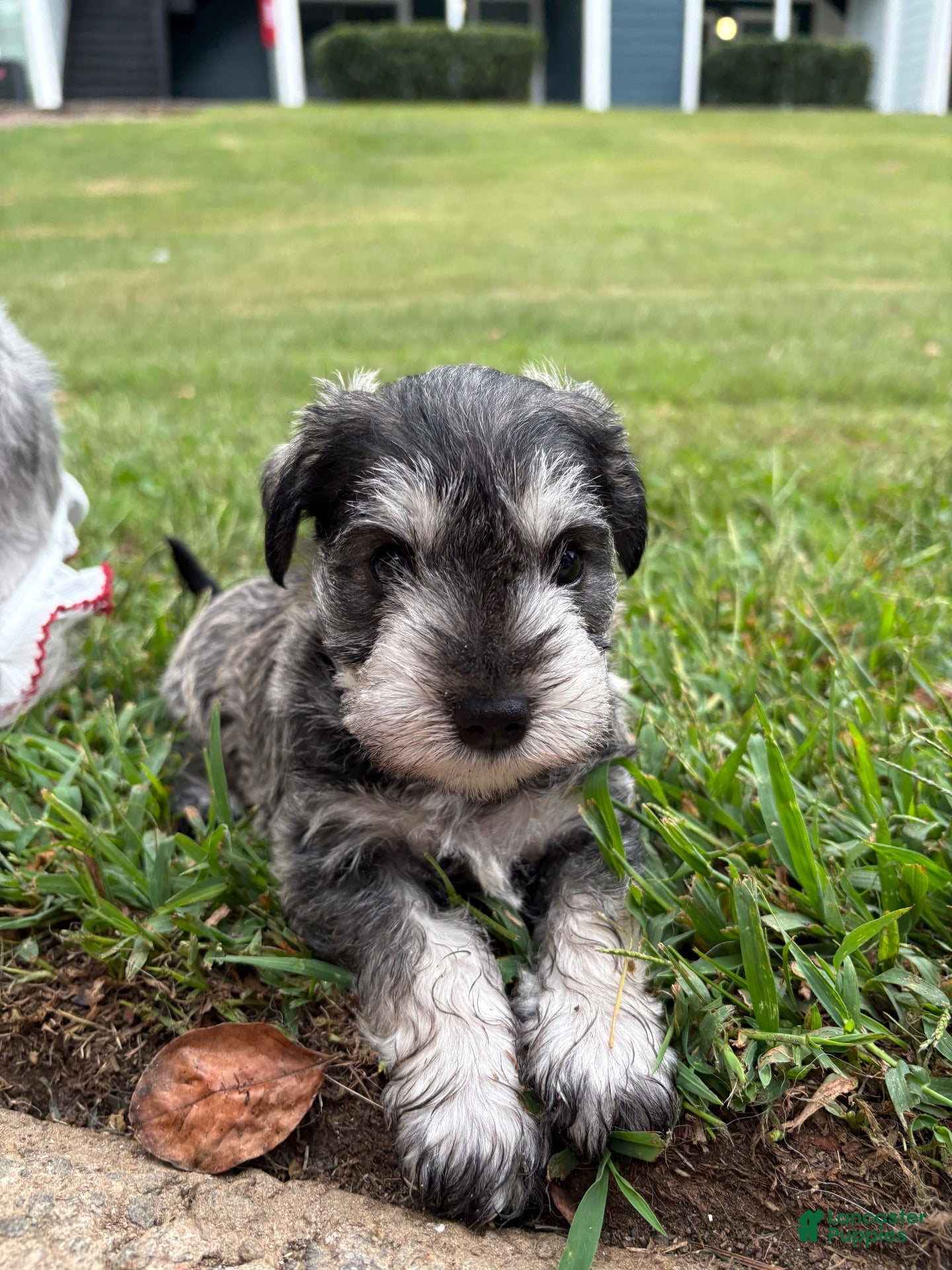 Standard Schnauzer dogs for sale: Athena (Gray) - Ad 1