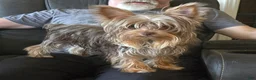 Yorkshire Terrier dogs for sale: Yorkshire Terrier Puppy 1-Mr Green - Ad 11