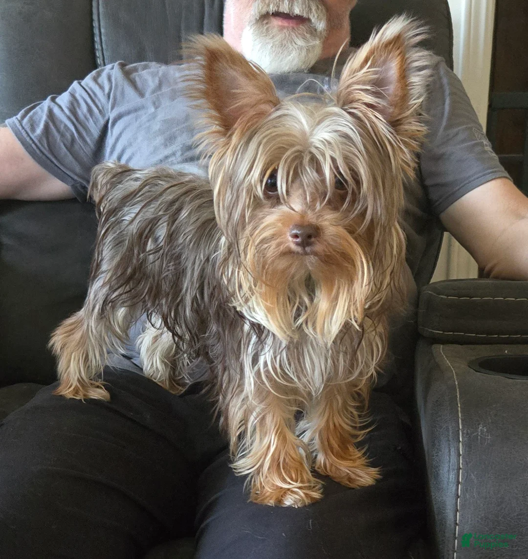Yorkshire Terrier dogs for sale: Yorkshire Terrier Puppy 1-Mr Green - Ad 11