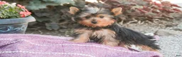 Yorkshire Terrier dogs for sale: Aspen - Ad 5