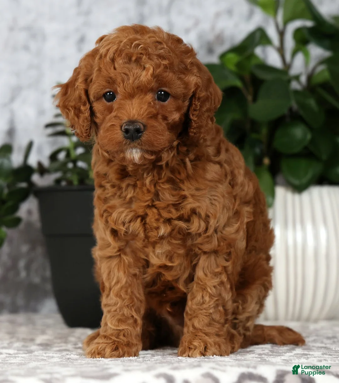 Cavapoo dogs for sale: Carson - Ad 2