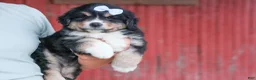 Miniature Australian Shepherd dogs for sale: LINCOLN - Ad 4