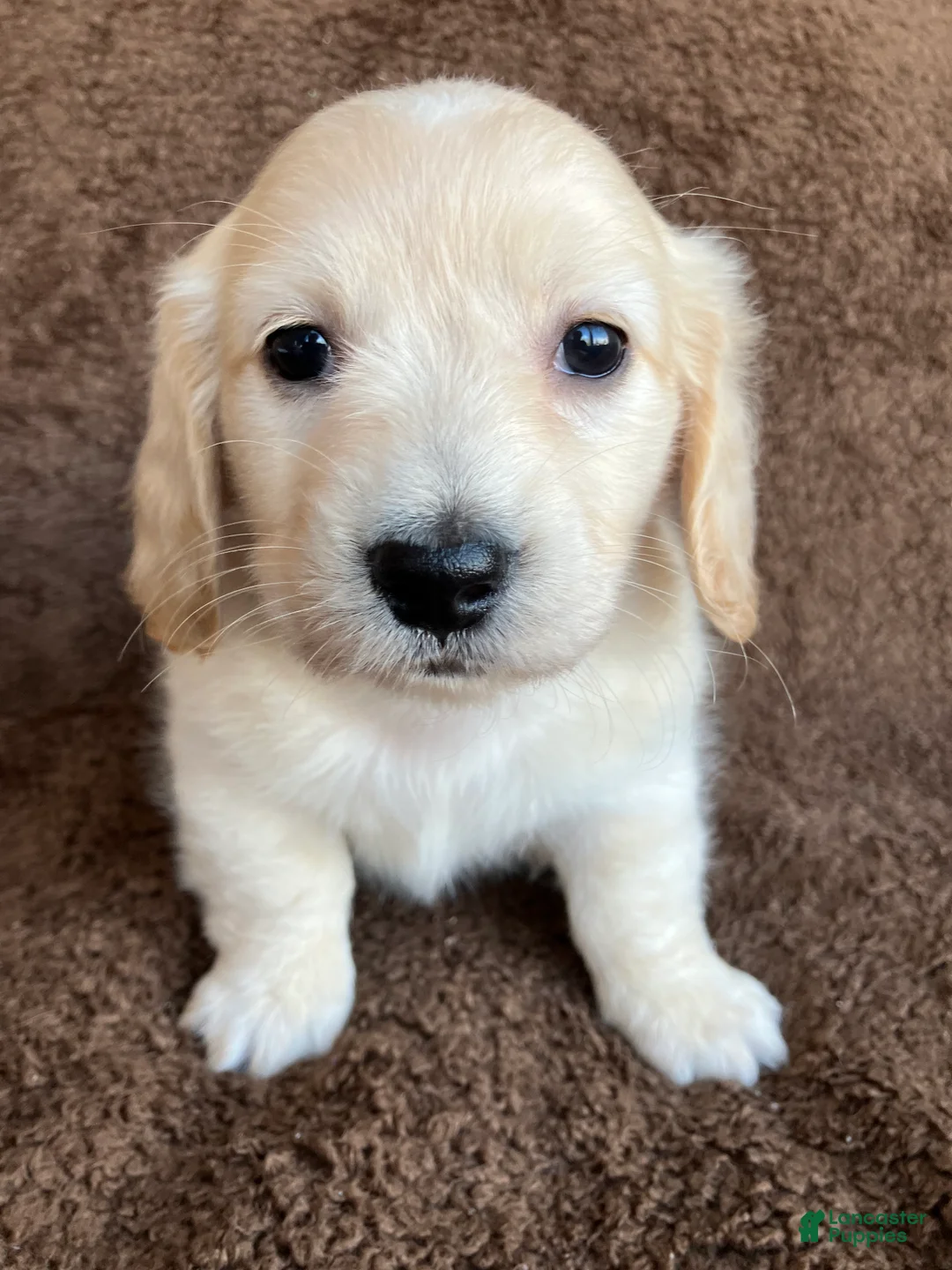 Miniature Dachshund dogs for sale: Peaches of Sugarplum Valley - Ad 1