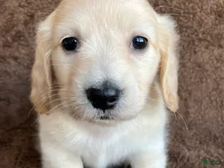 Miniature Dachshund dogs for sale: Peaches of Sugarplum Valley - Ad 3