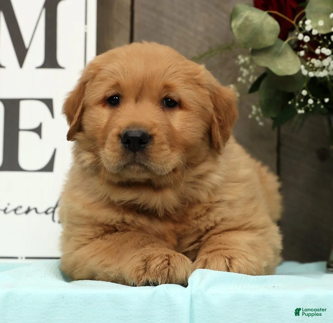Golden Retriever dogs for sale: Alec - Ad 4