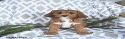 Cavapoo dogs for sale: Rudolph - Ad 3
