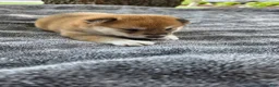 Shiba Inu dogs for sale: Freedom - Ad 13