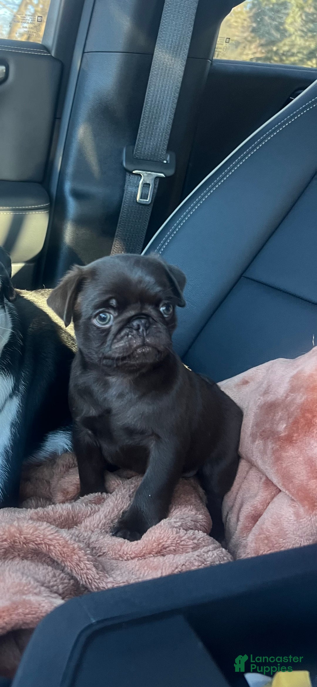 Pug dogs for sale: Chocolate  - Ad 2