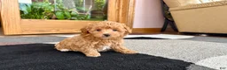 Havapoo dogs for sale: Havapoo Puppy 2 - Ad 7