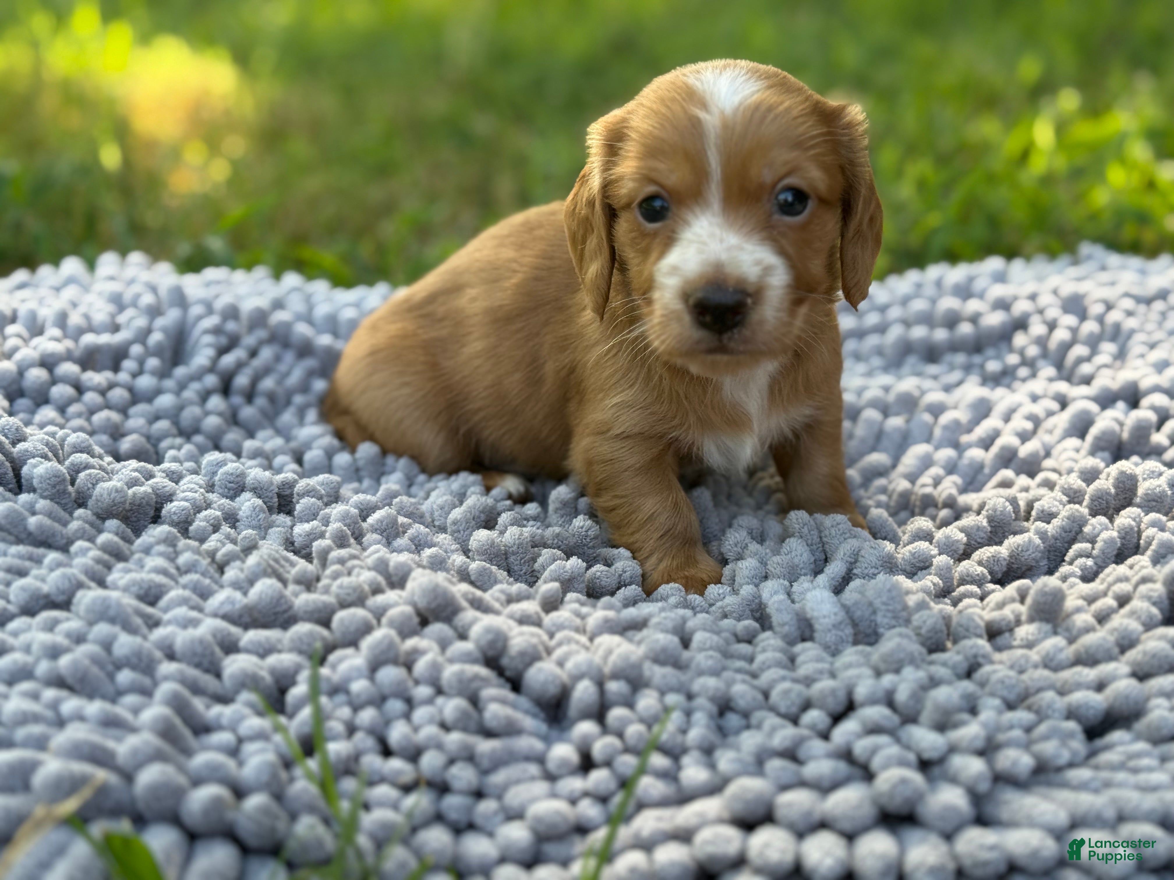 Miniature Dachshund dogs Dark cream - Blaze - Ad 22