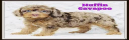 Cavapoo dogs for sale: Muffin - Ad 1