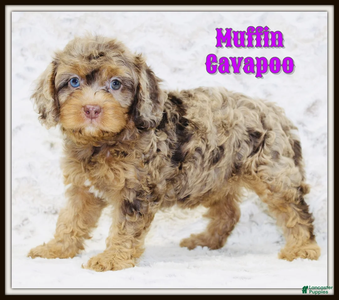 Cavapoo dogs for sale: Muffin - Ad 1