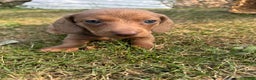 Miniature Dachshund dogs for sale: Jasmine - Ad 8