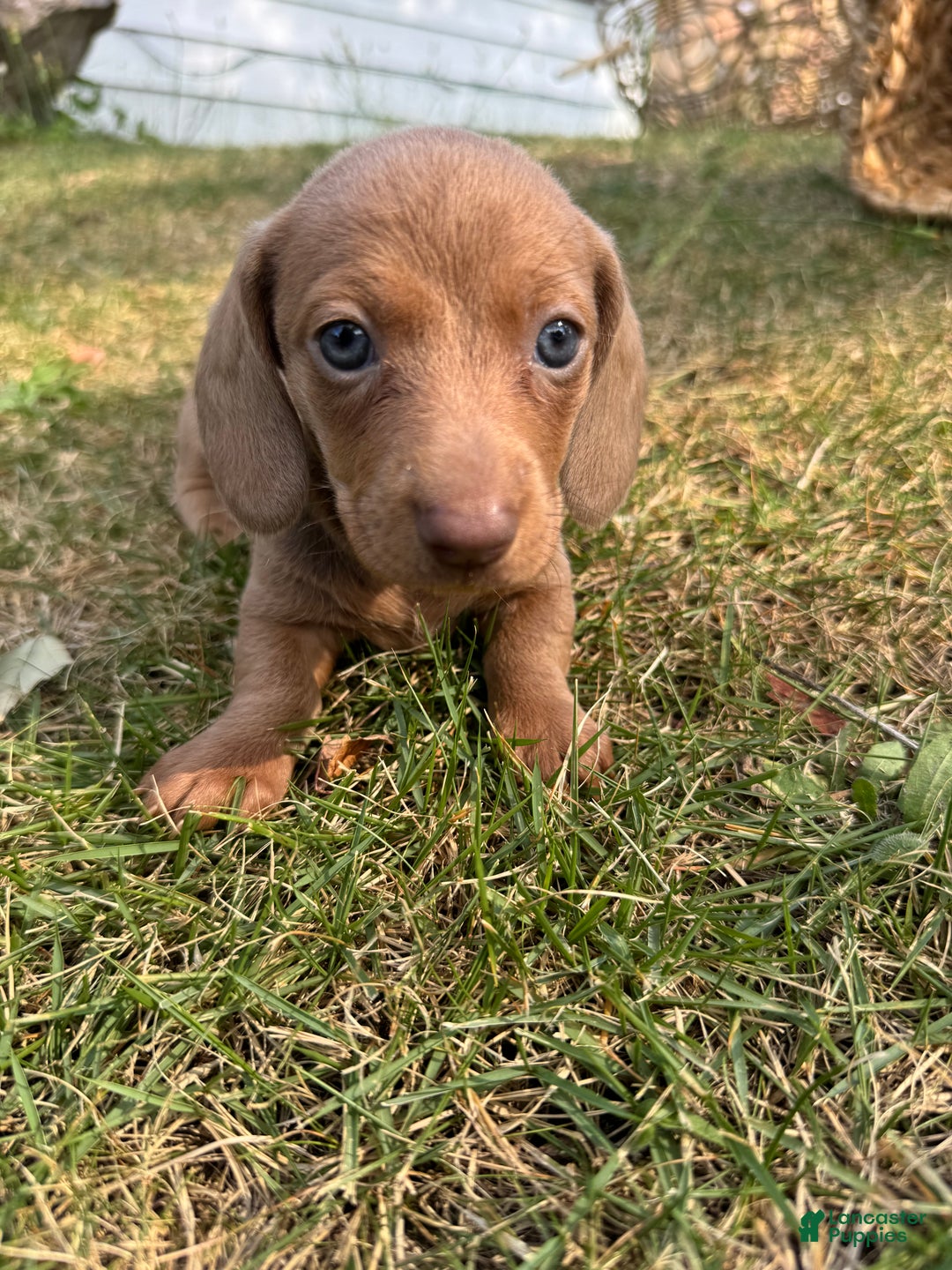 Miniature Dachshund dogs for sale: Jasmine - Ad 8