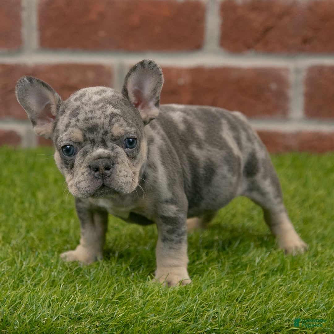 French Bulldog dogs for sale: Charlie - Ad 7