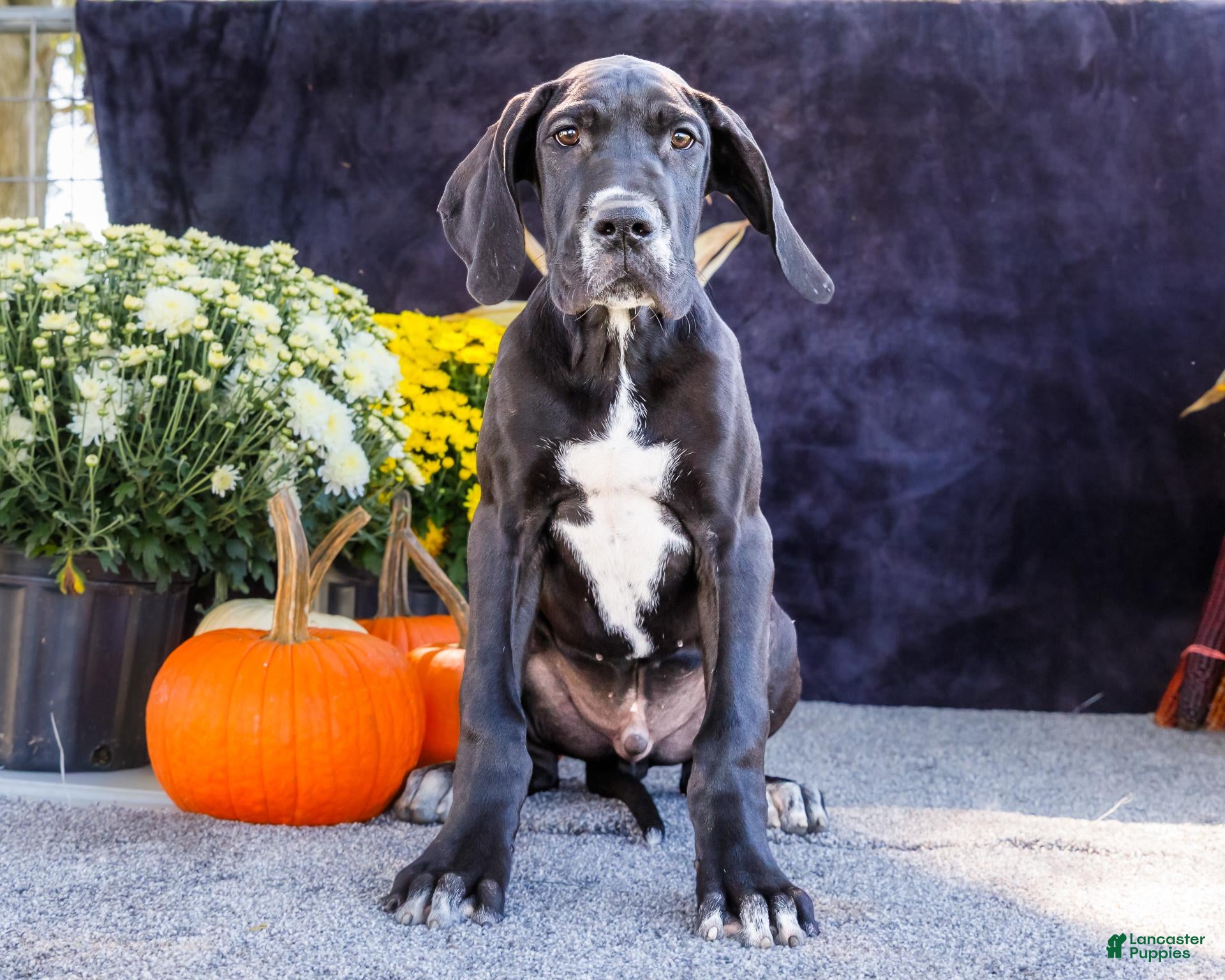 Great Dane dogs Davis - Ad 1