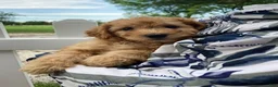 Goldendoodle dogs for sale: Miles-Male - Ad 2