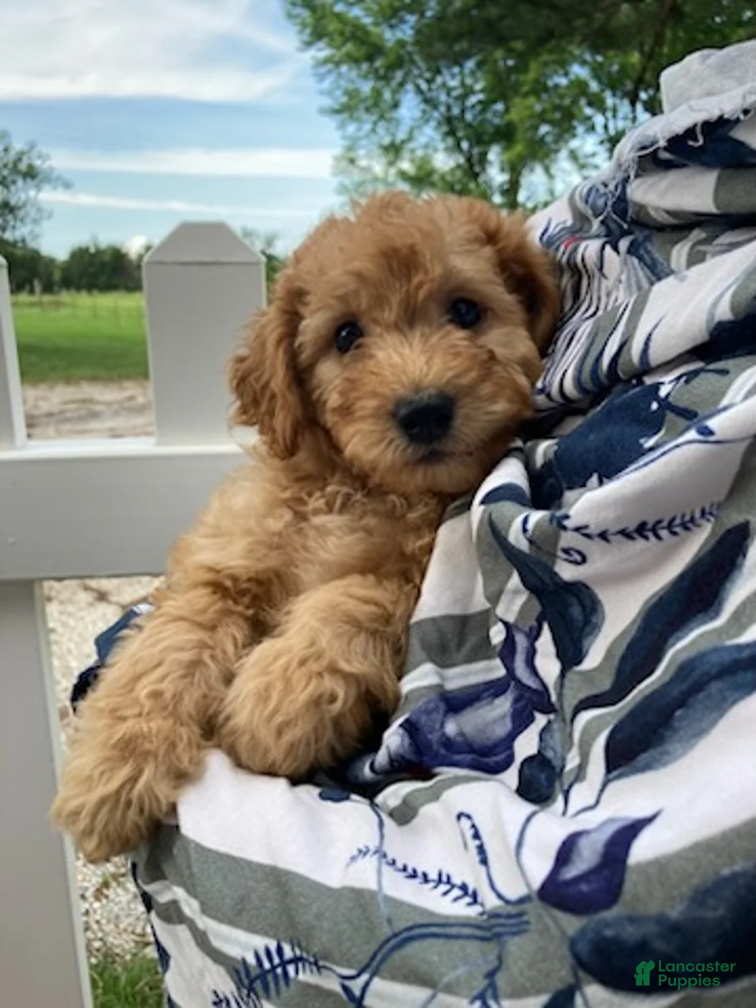 Goldendoodle dogs for sale: Miles-Male - Ad 2