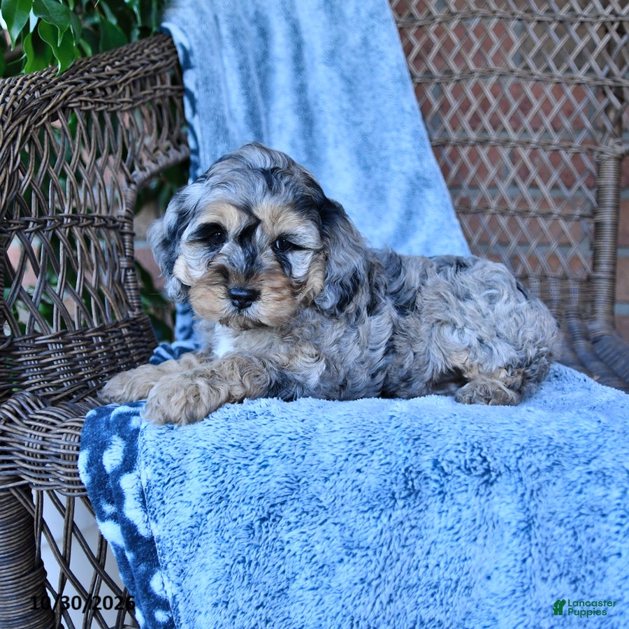 Cockapoo dogs for sale: Tina - Ad 2