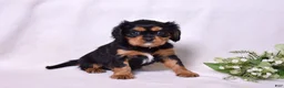 Cavalier King Charles Spaniel dogs for sale: Rudy | Genetically Screened  - Ad 11
