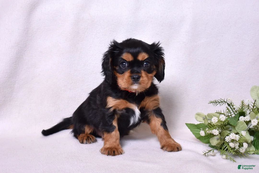 Cavalier King Charles Spaniel dogs for sale: Rudy | Genetically Screened  - Ad 11