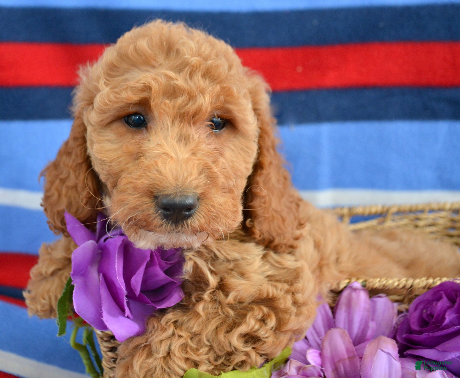 Goldendoodle dogs Mini Goldendoodle Puppy 5 Eva - Ad 41