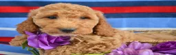 Goldendoodle dogs for sale: Mini Goldendoodle Puppy 5 Eva - Ad 4