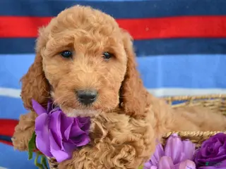 Goldendoodle dogs Mini Goldendoodle Puppy 5 Eva - Ad 41