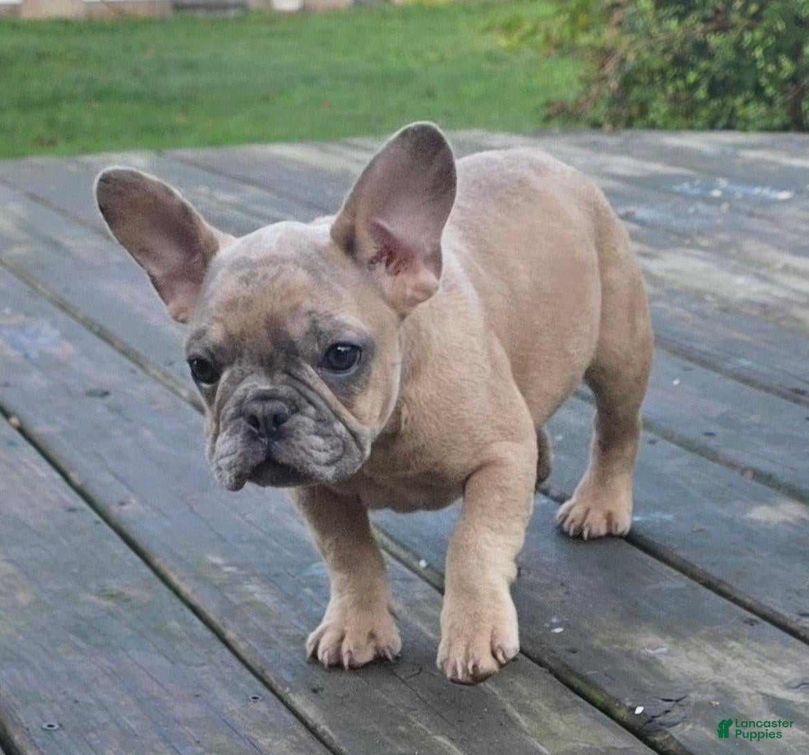 French Bulldog dogs French Bulldog 2 - Ad 2