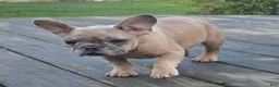 French Bulldog dogs for sale: French Bulldog 2 - Ad 2